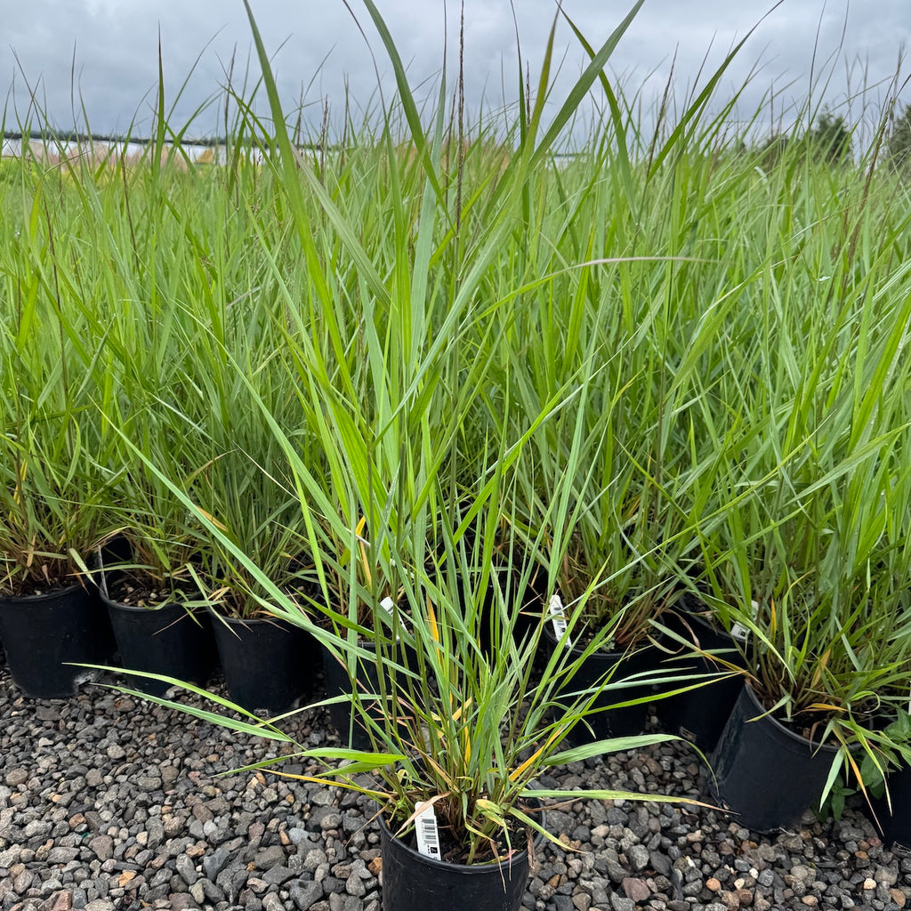 Grass, Panicum v. 'Cloud Nine'