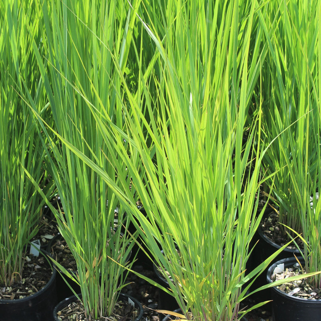 Grass, Panicum v. 'Northwind'