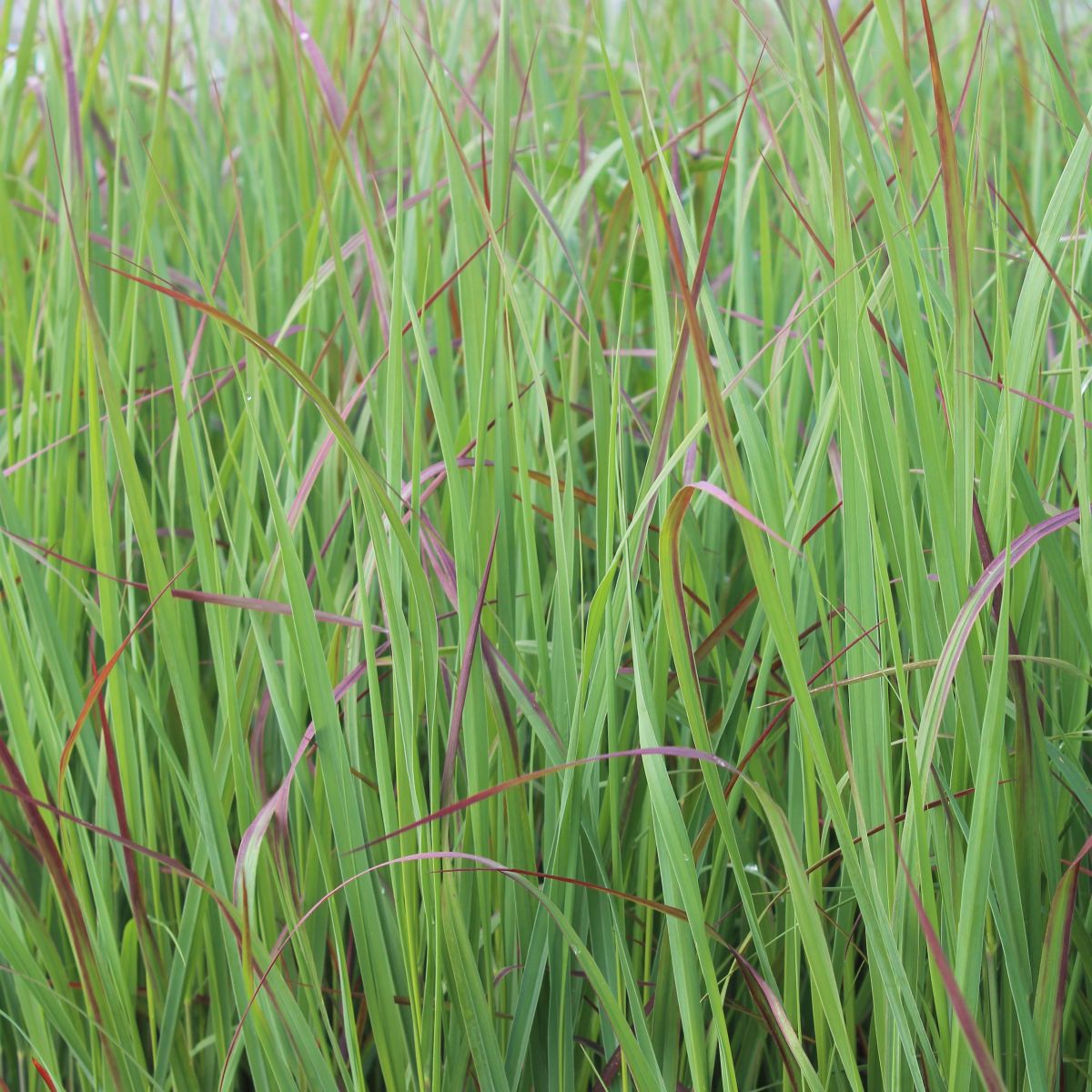 Grass, Panicum v. 'Prairie Flame'