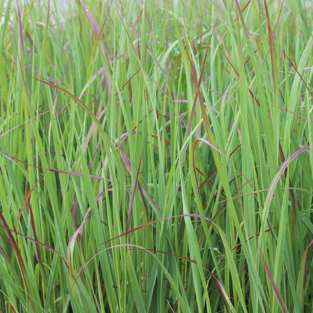 Grass, Panicum v. 'Prairie Flame'