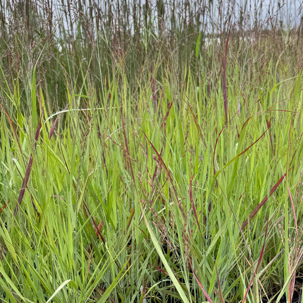 Grass, Panicum v. 'Red Sunset'
