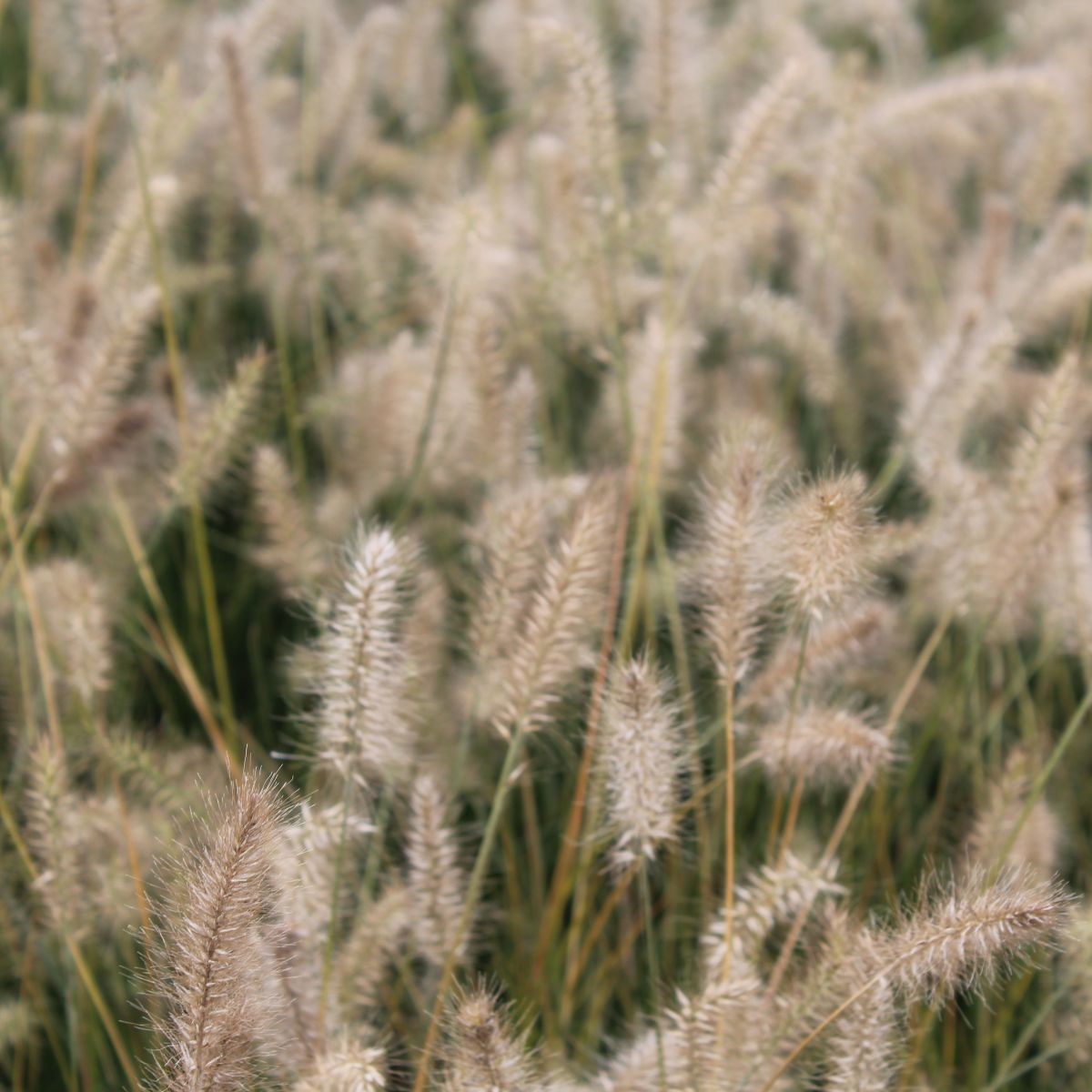 Grass, Pennisetum a. 'Little Bunny'