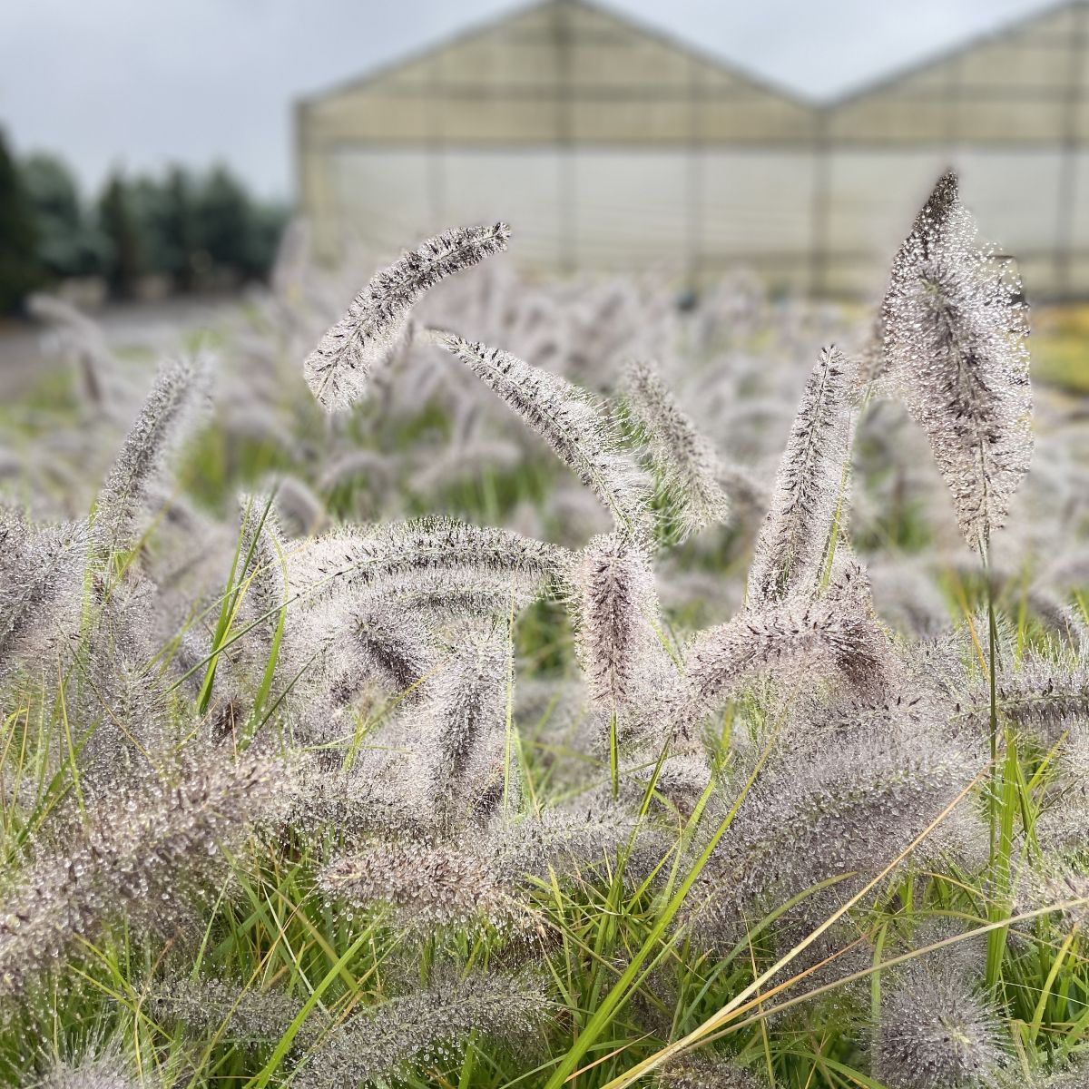 Grass, Pennisetum a. 'Red Head'