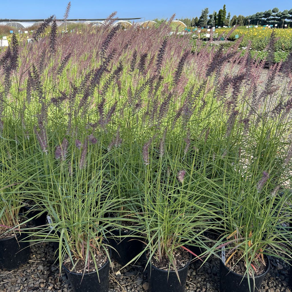 Grass, Pennisetum o. 'Karley Rose'
