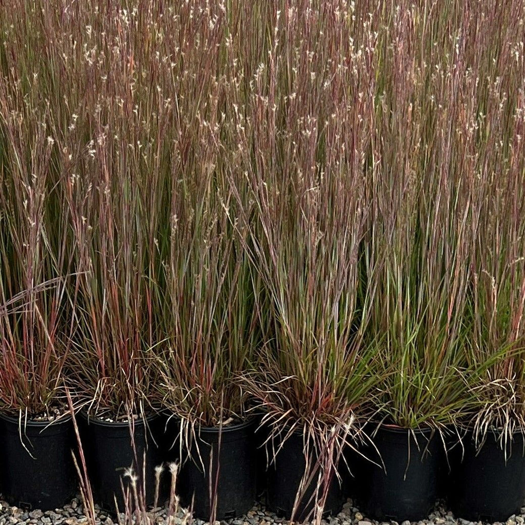 Grass, Schizachyrium scoparium 'Prairie Munchkin'
