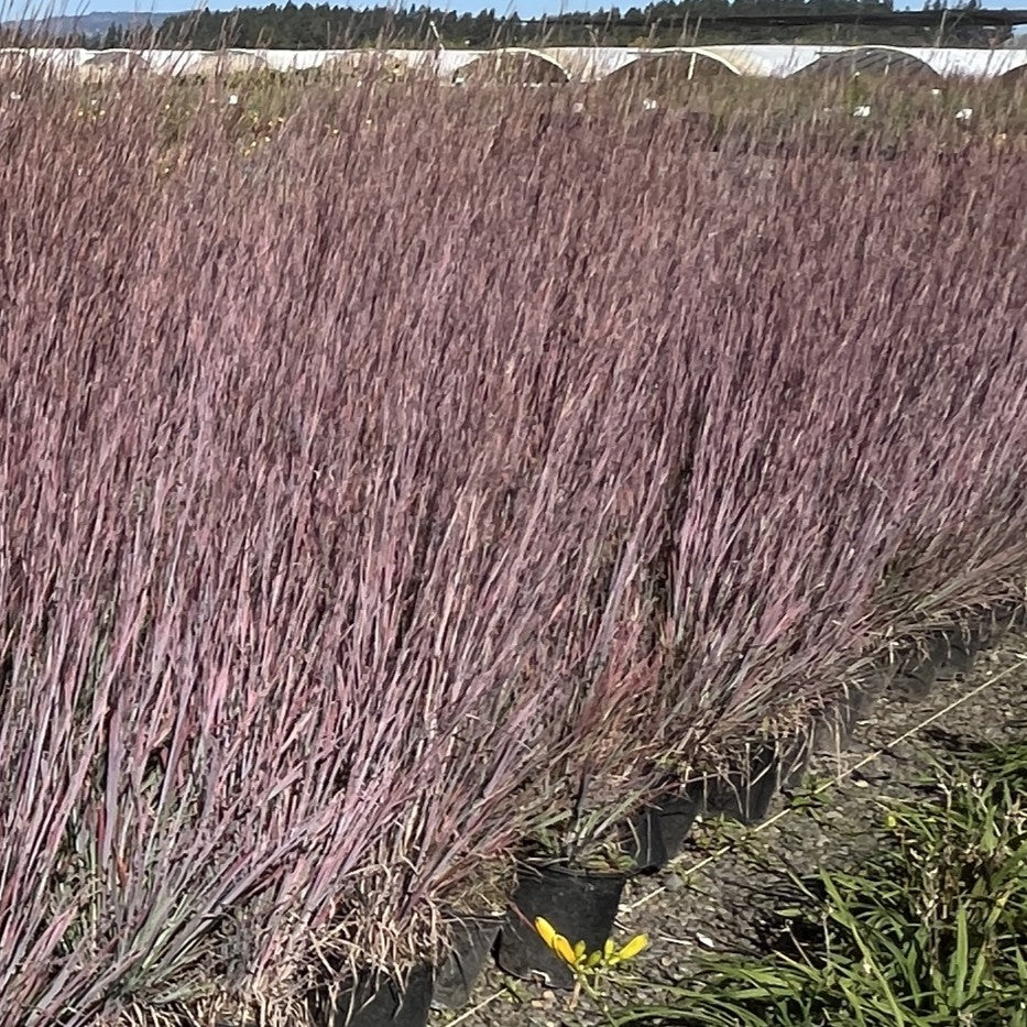 Grass, Schizachyrium scoparium 'Standing Ovation'