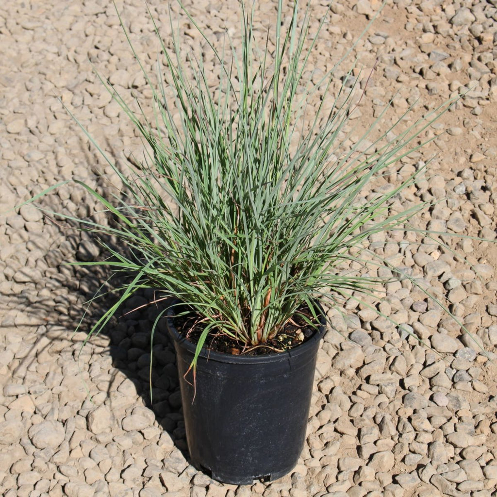 Grass, Schizachyrium scoparium 'Prairie Blues'