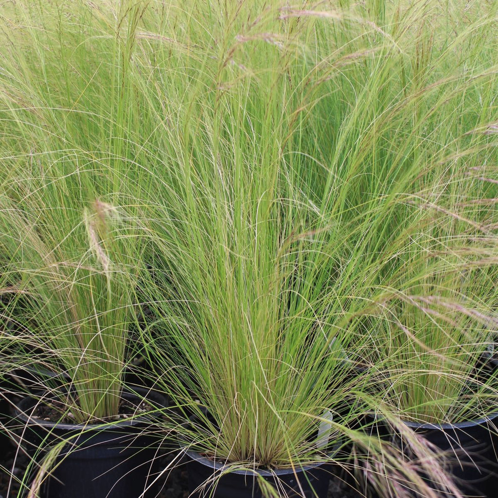 Grass, Stipa tenuissima