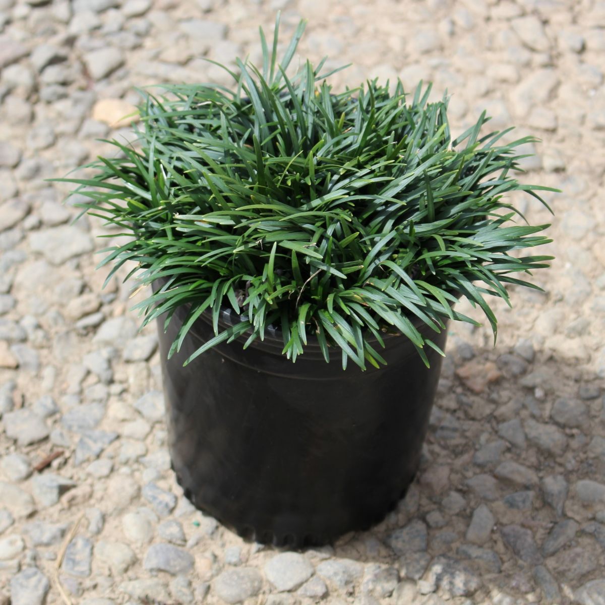 Grass, Ophiopogon japonicus