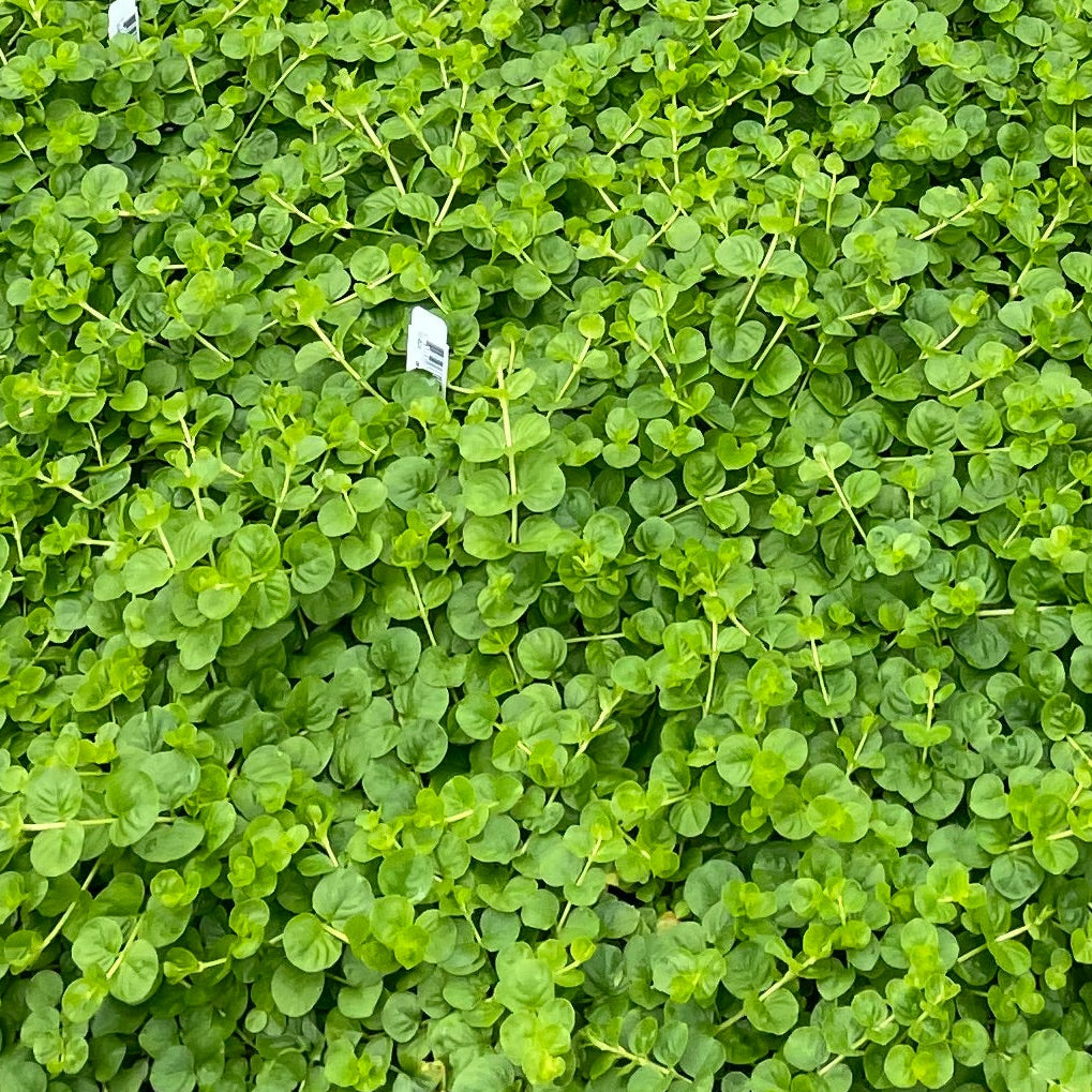 Groundcover, Lysimachia nummularia- 25 per flat