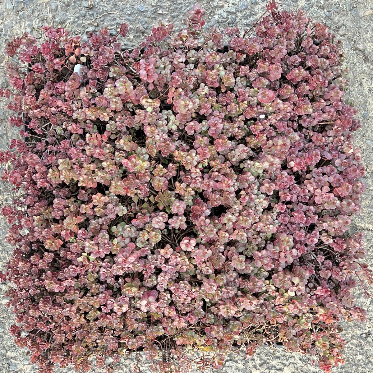Groundcover, Sedum 'Blaze of Fulda'- 25 per flat