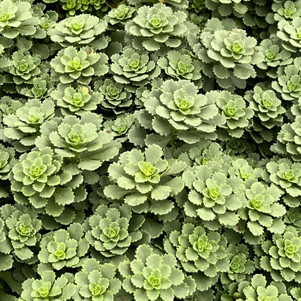 Sedum fl. 'Winter Mahogany'