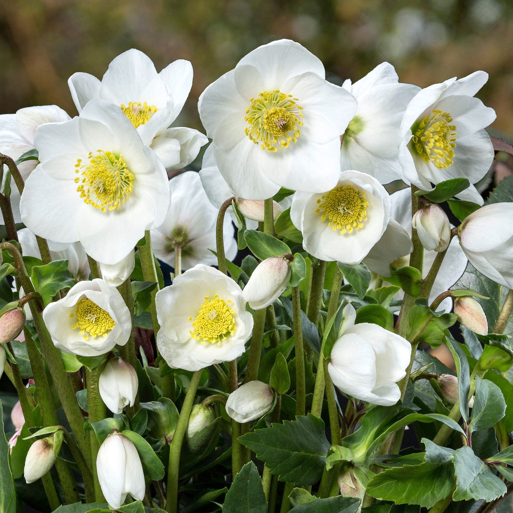 Helleborus HGC. 'Diva'