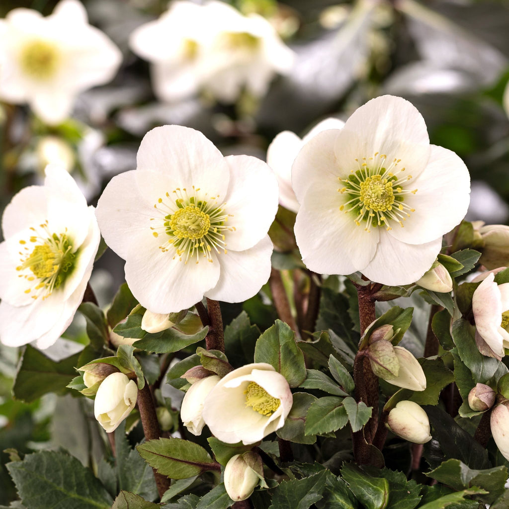 Helleborus x HGC® 'Frosty' (white)
