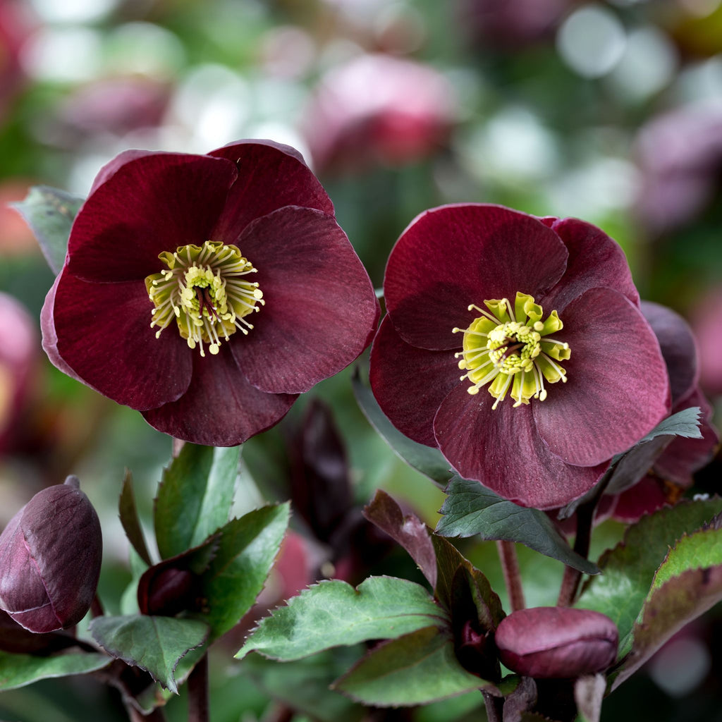 Helleborus HGC® ICE N' ROSES® 'BAROLO' (red)