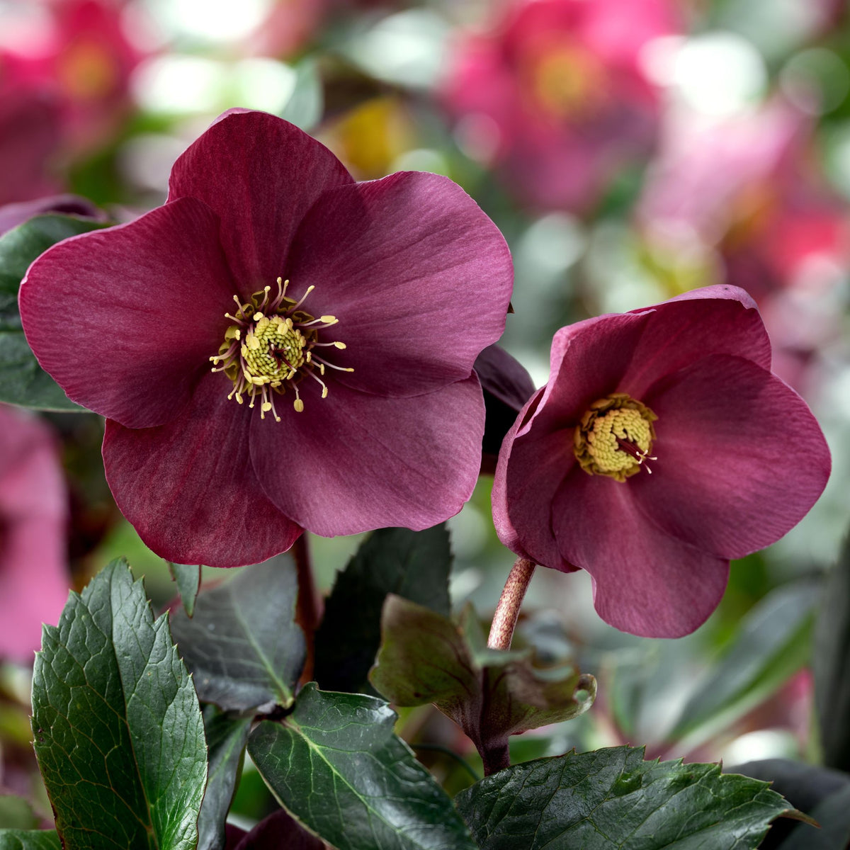 Helleborus HGC® ICE N' ROSES® 'EARLY RED' (red)