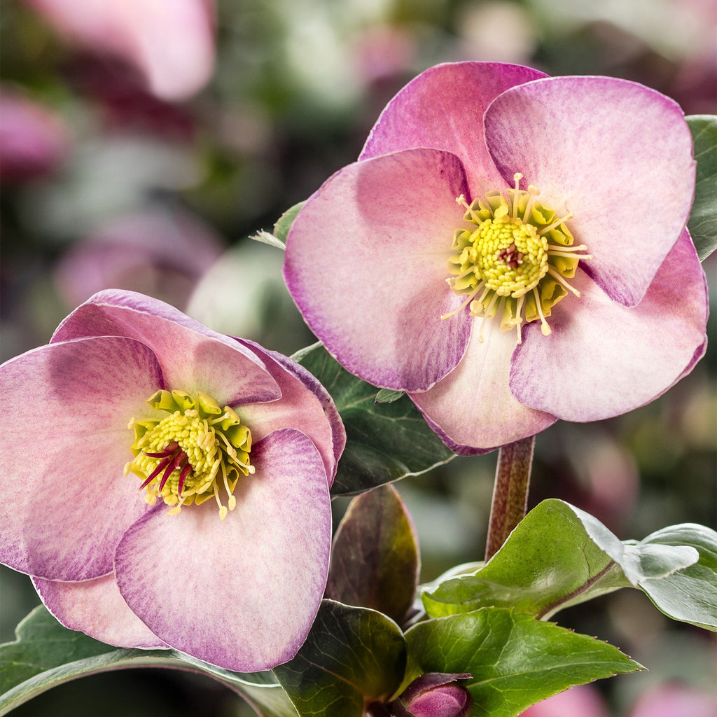 Helleborus HGC® ICE N' ROSES® Early Rose