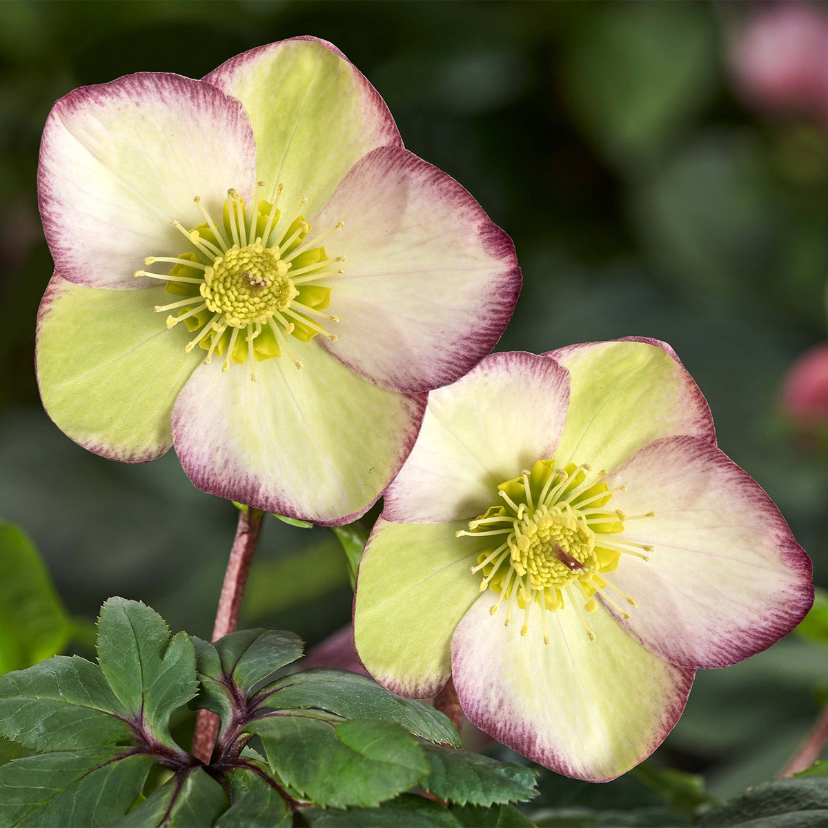 Helleborus HGC® ICE N' ROSES® 'FROSTED ROSE'