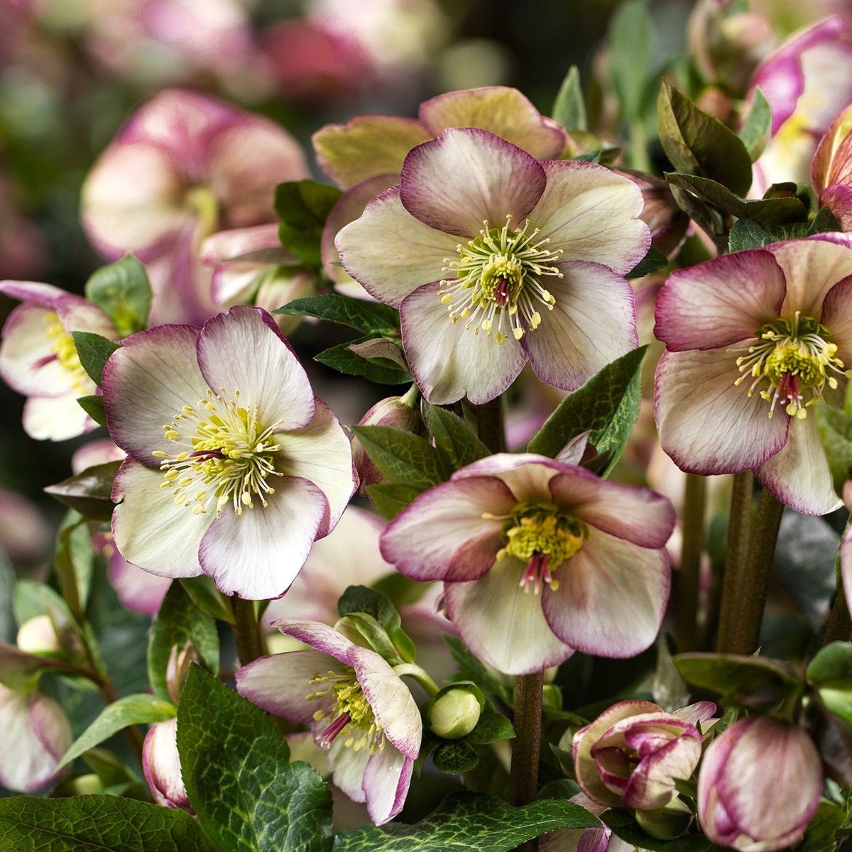 Helleborus HGC® ICE N' ROSES® 'Maddy Marble'