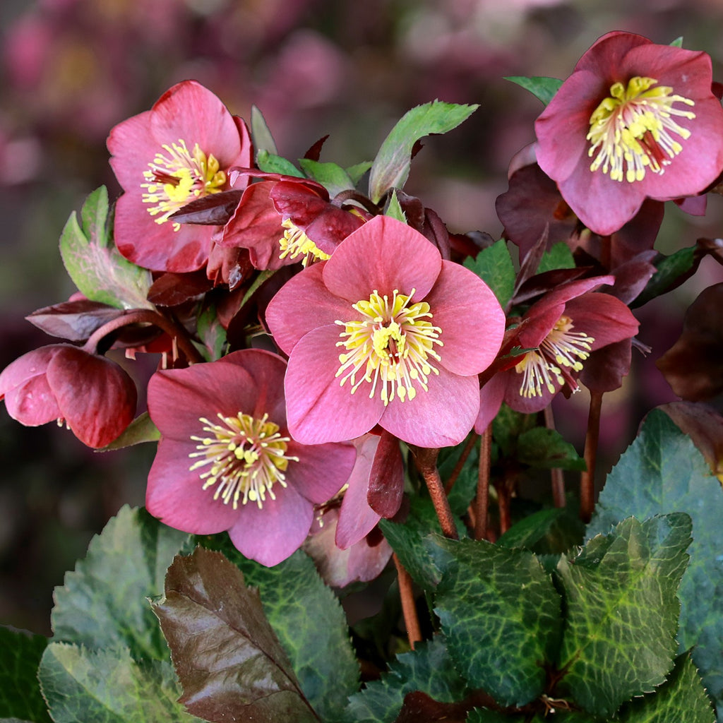 Helleborus HGC® ICE N' ROSES® 'Megan Marble'