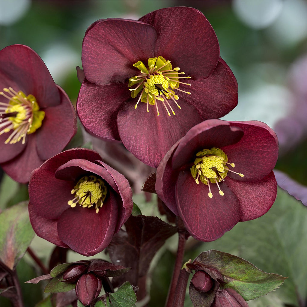 Helleborus HGC® ICE N' ROSES® 'MERLOT'