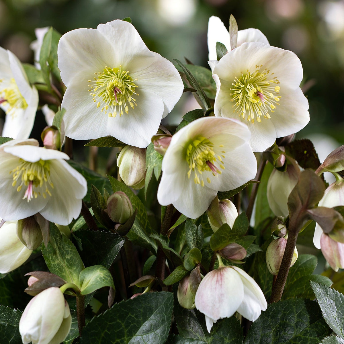 Helleborus HGC® ICE N' ROSES® 'Mia Marble'