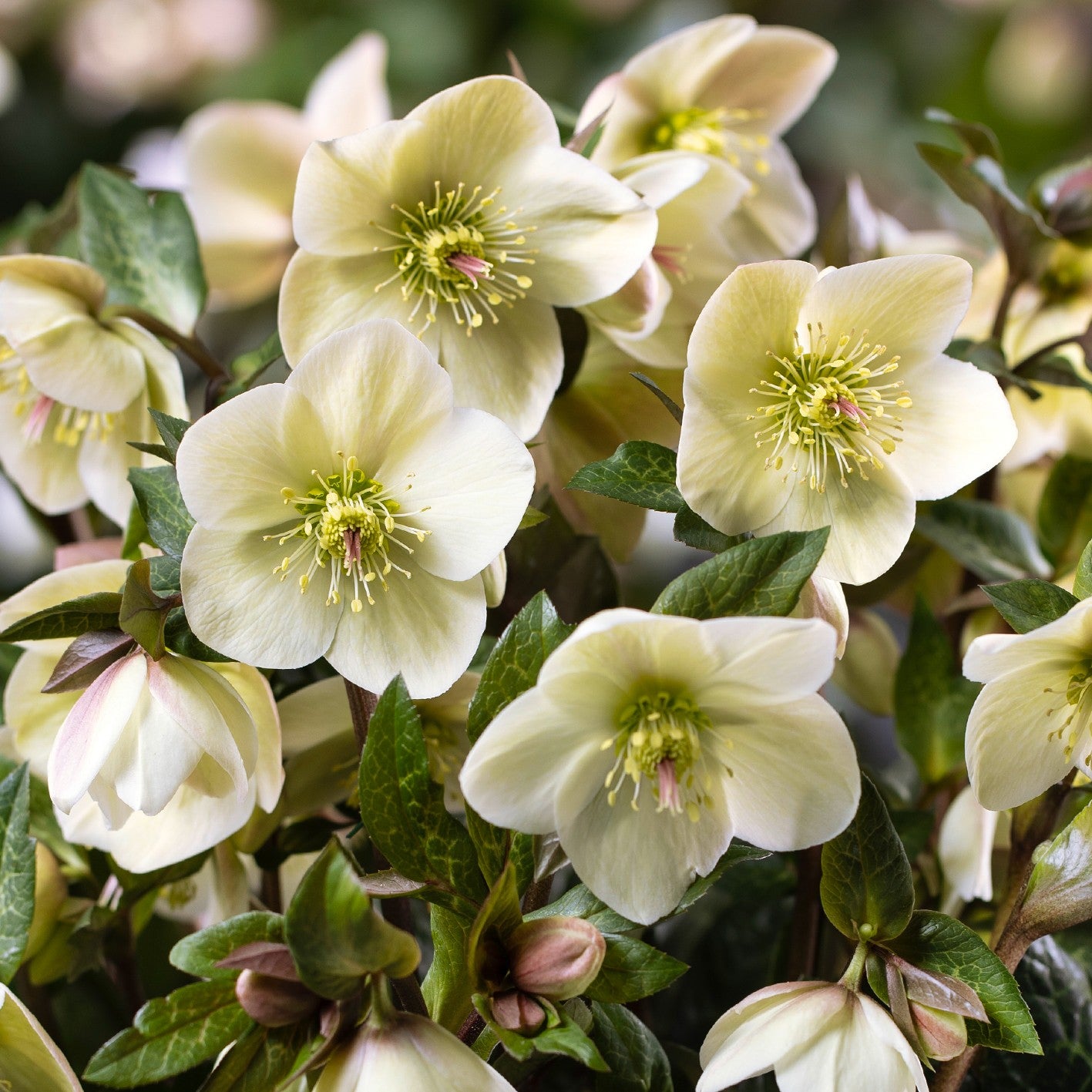 Helleborus HGC® ICE N' ROSES® 'Milla Marble' – Loen Nursery, Inc.