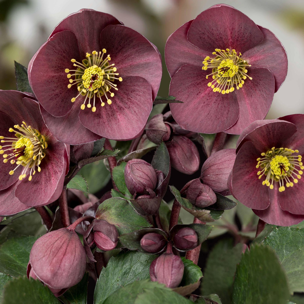 Helleborus HGC® ICE N' ROSES® 'Nightingale'