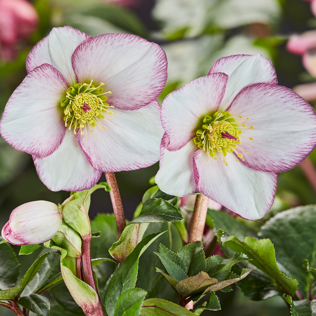 Helleborus HGC Ice and Roses 'Picotee'