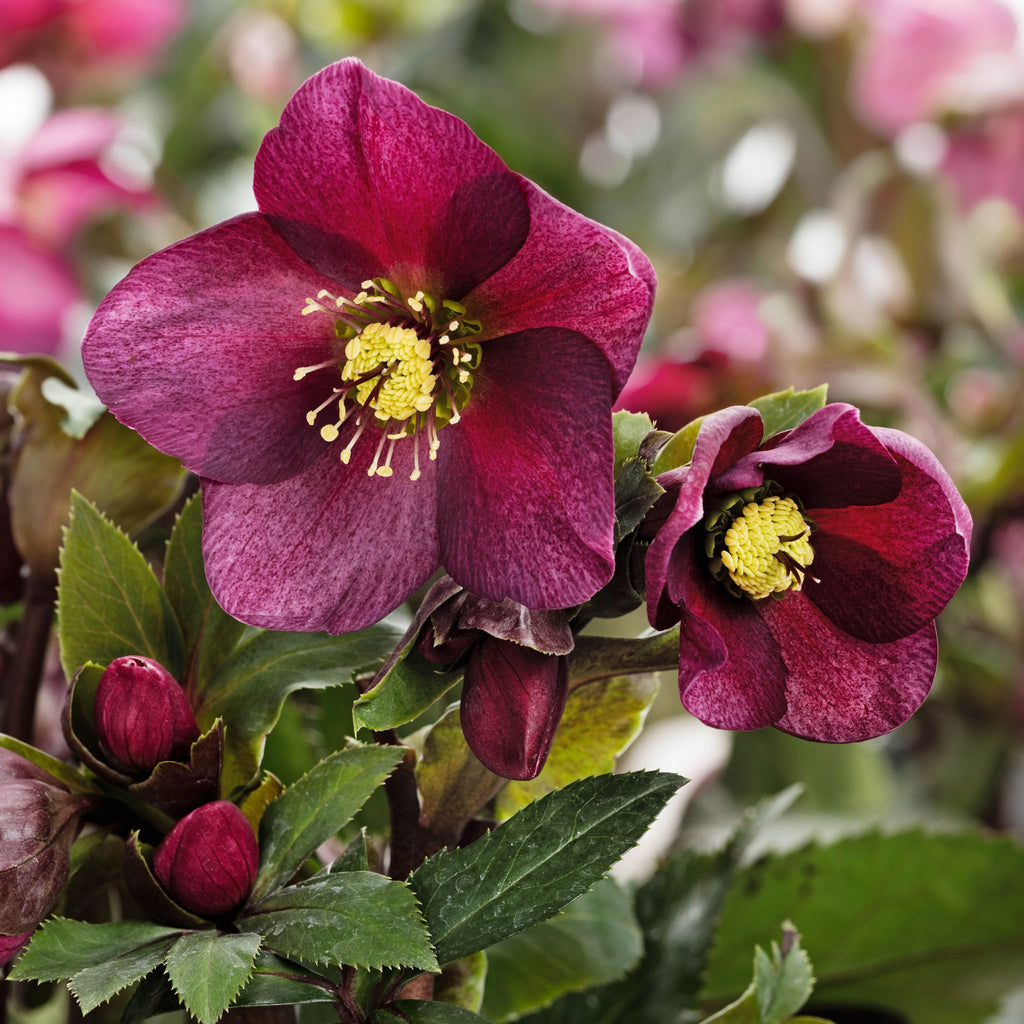Helleborus HGC® ICE N' ROSES® RED