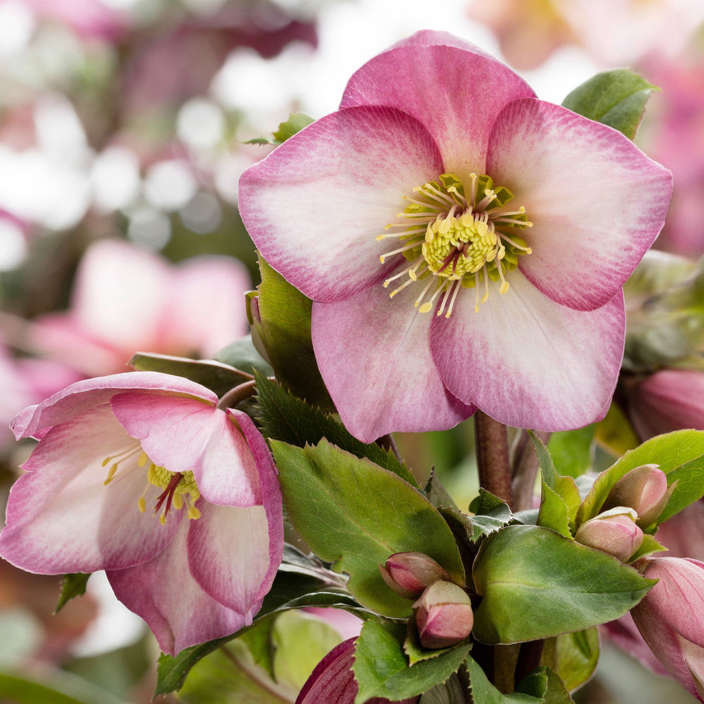 Helleborus HGC® ICE N' ROSES® 'ROSE'