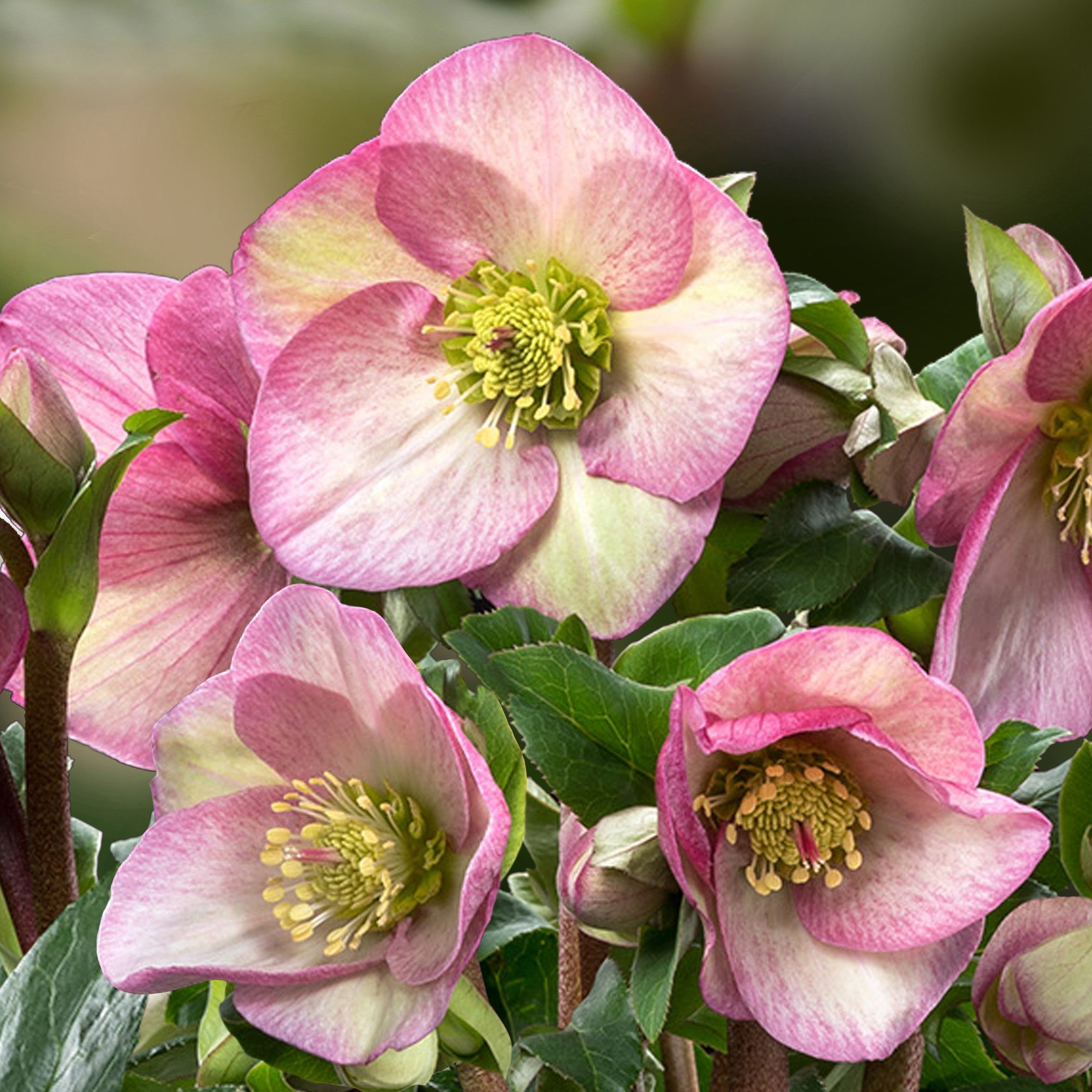 Helleborus HGC® ICE N' ROSES® ROSETTA – Loen Nursery, Inc.
