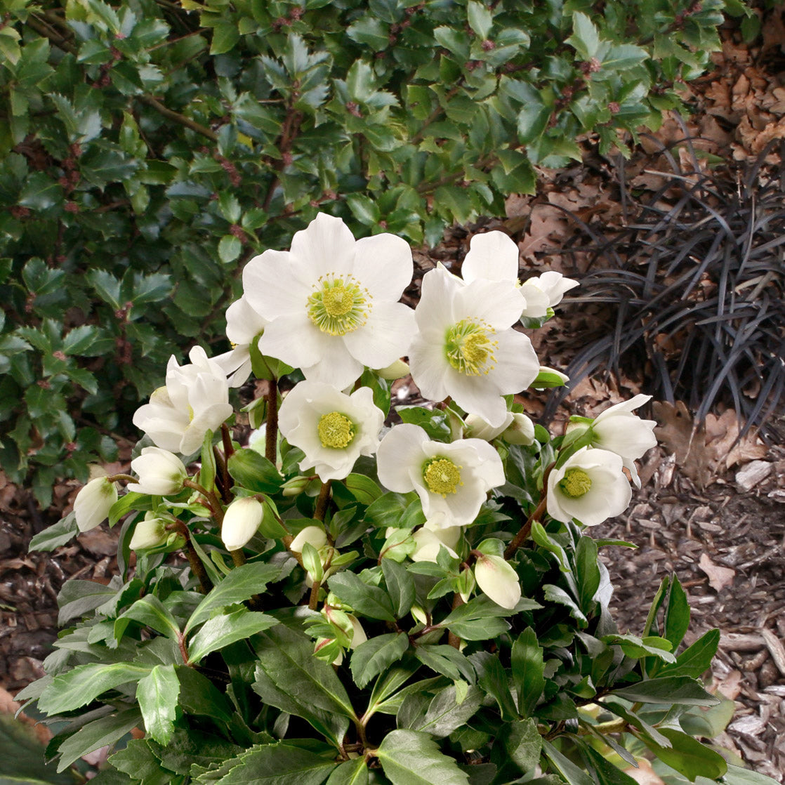 Helleborus niger 'HGC Jacob' PP17799