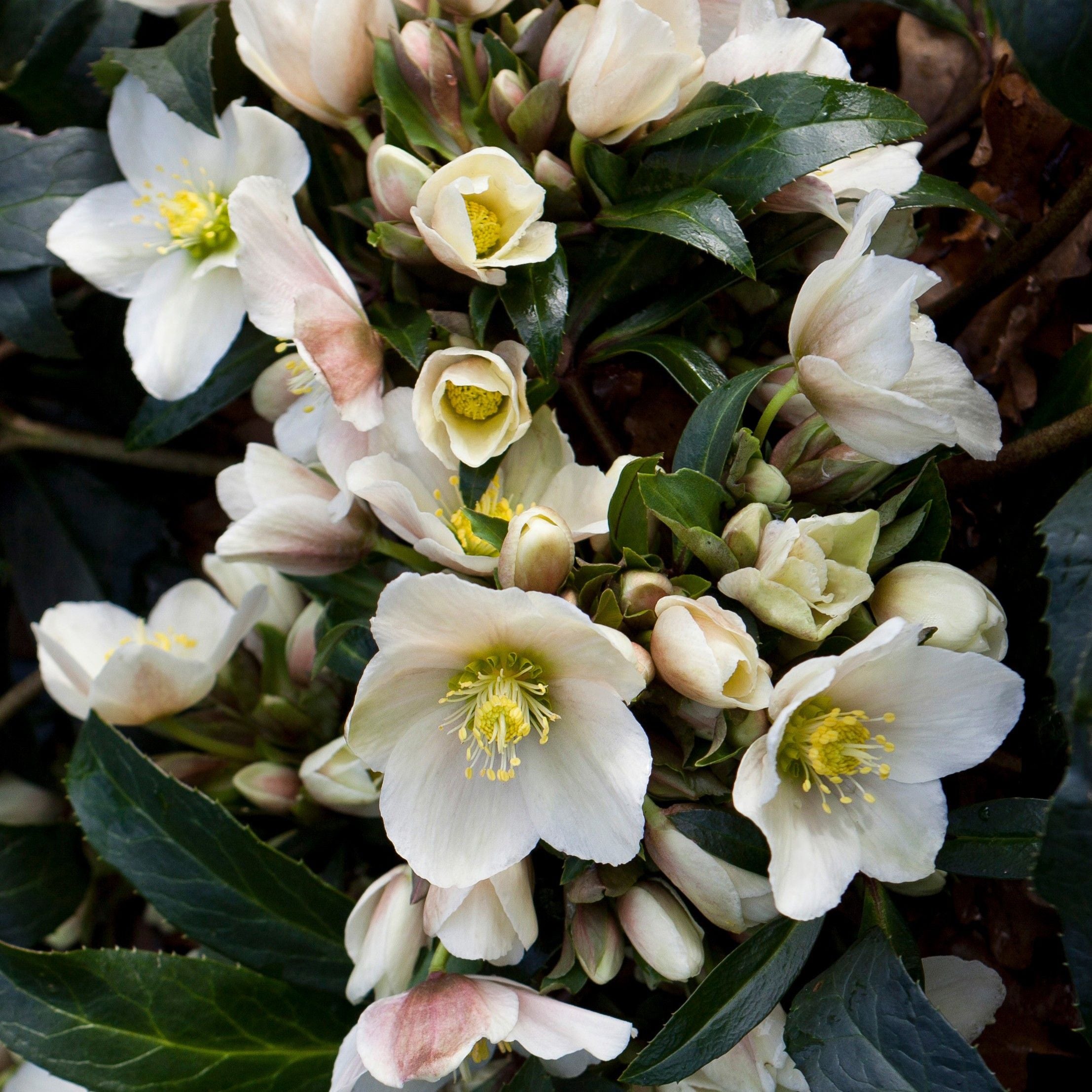 Helleborus x ericsmithii 'HGC Joker' PP22022 – Loen Nursery, Inc.