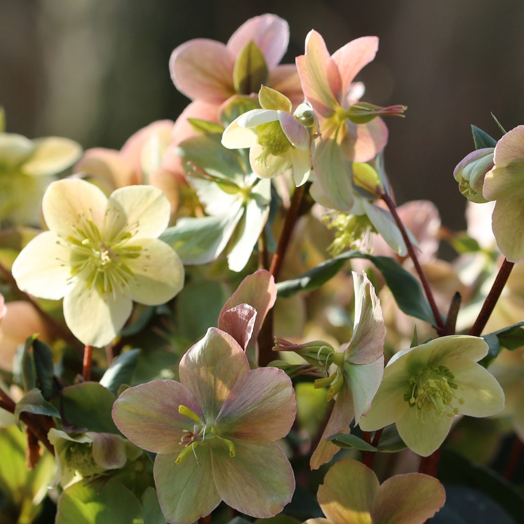 Helleborus 'HGC Mahogany Snow' PPAF