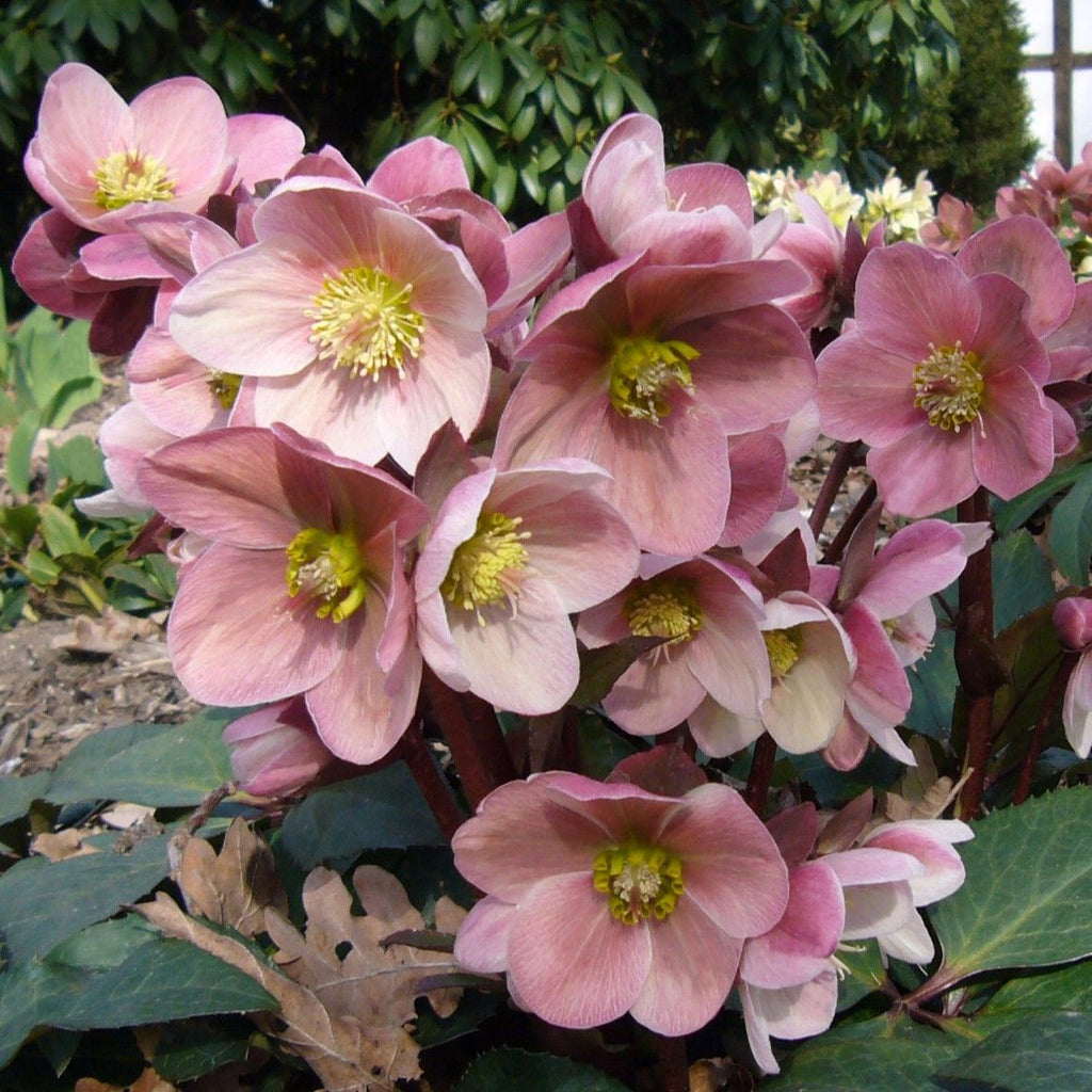 Helleborus 'HGC Pink Frost' PP21063