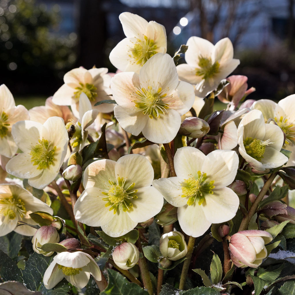 Helleborus 'HGC Shooting Star' PP22424