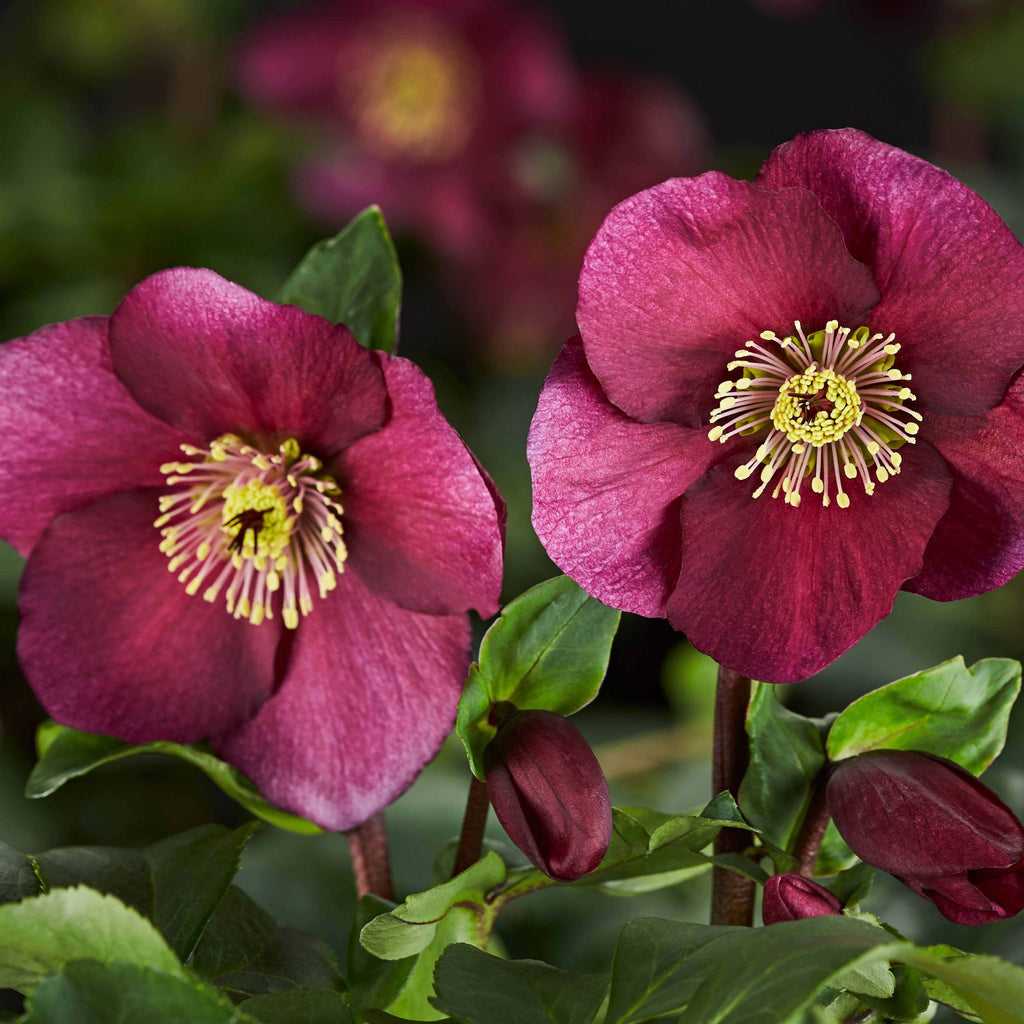 Helleborus HGC® LEONA