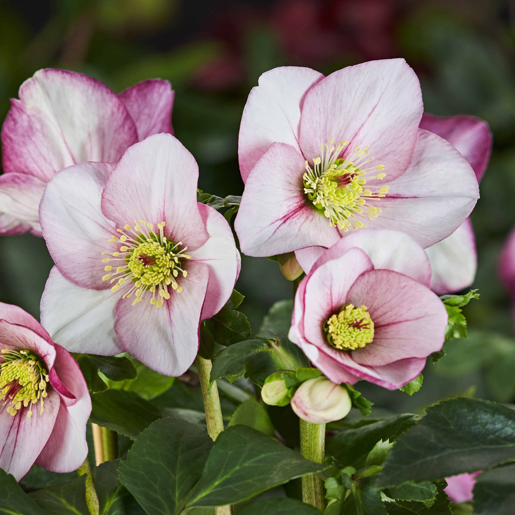 Helleborus HGC® LIARA