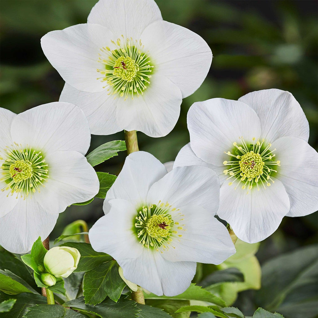 Helleborus HGC® LISANN