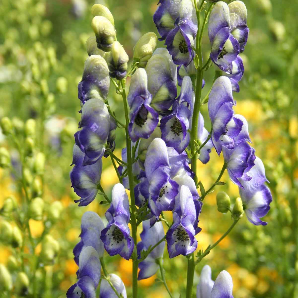 Aconitum cam. 'Bicolor'