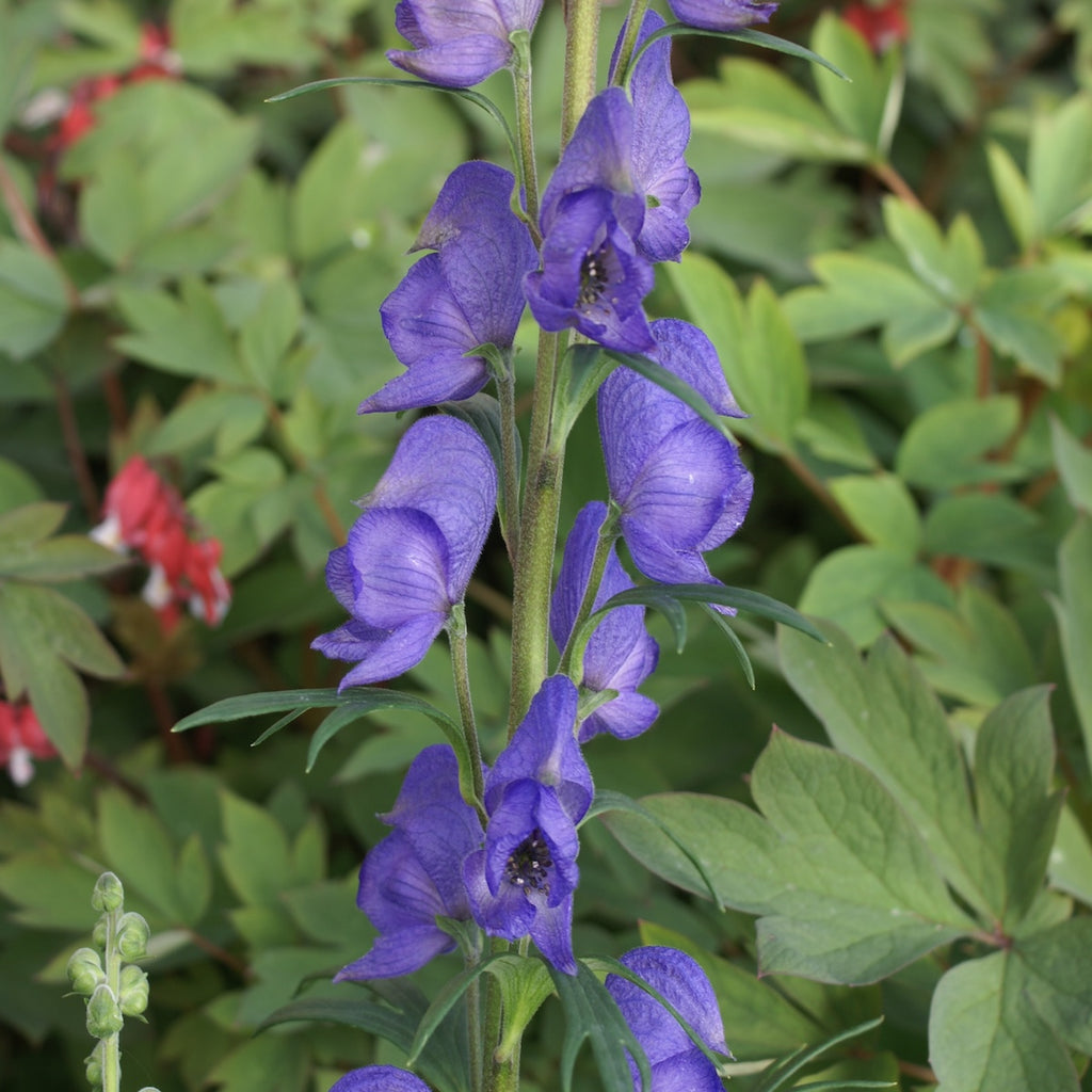 Aconitum Napellus