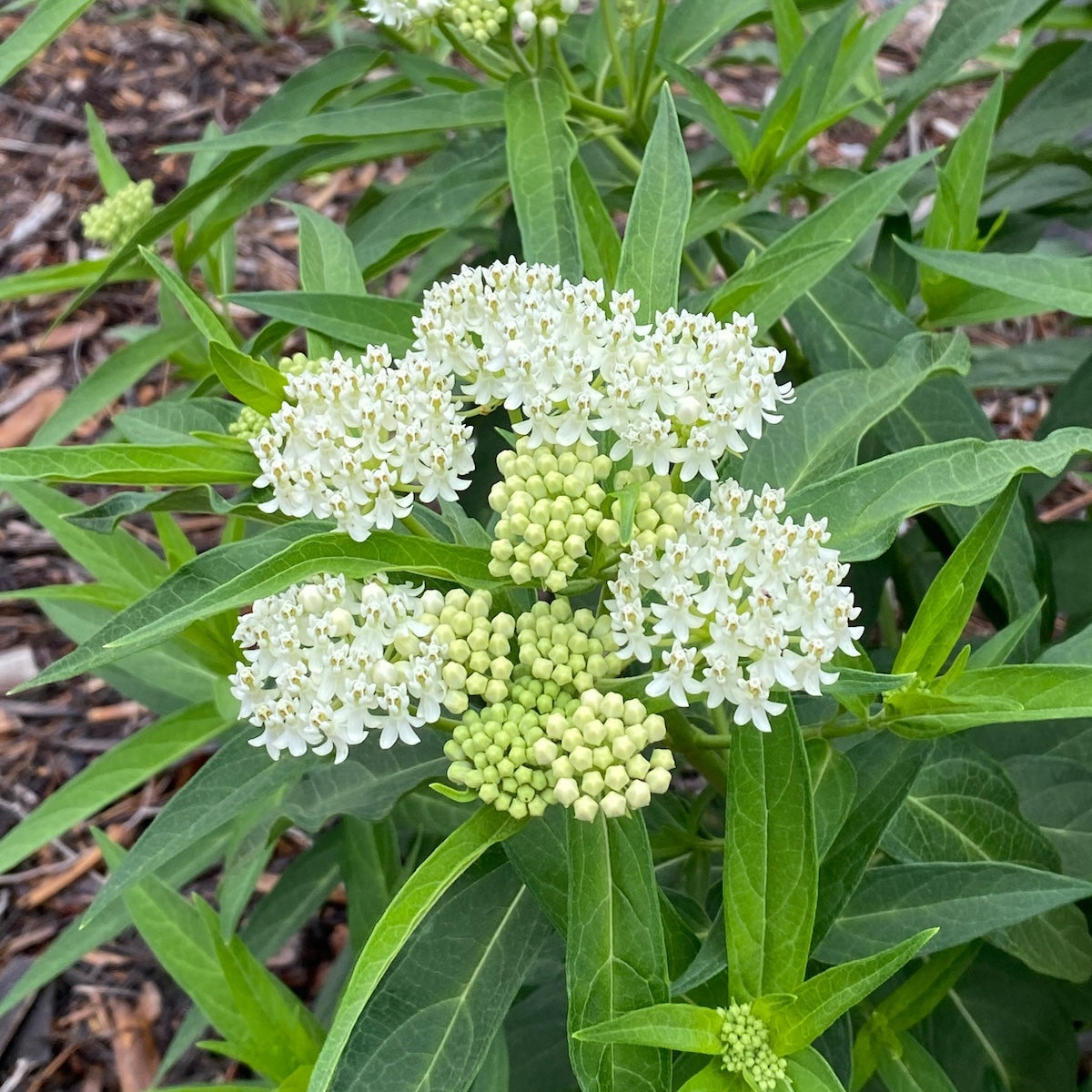 Asclepias incarnata 'Ice Ballet'