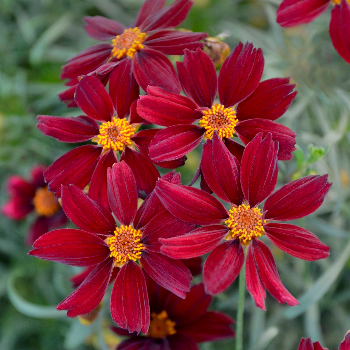 Coreopsis PERMATHREAD™ 'Red Satin' PP25736 (dark red)