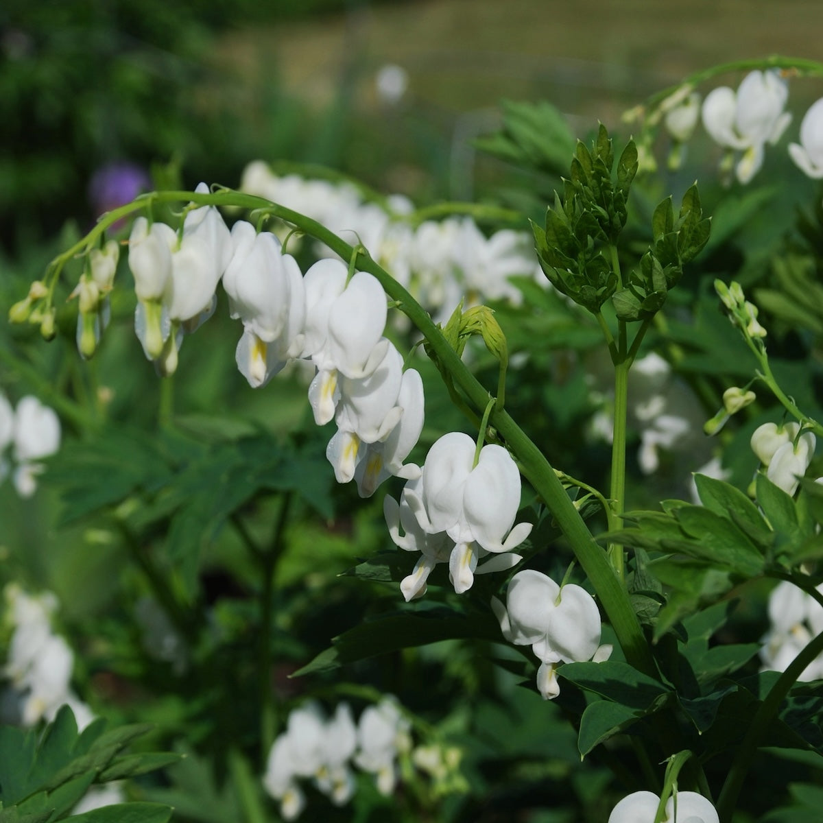 Dicentra s. 'Alba' (white)