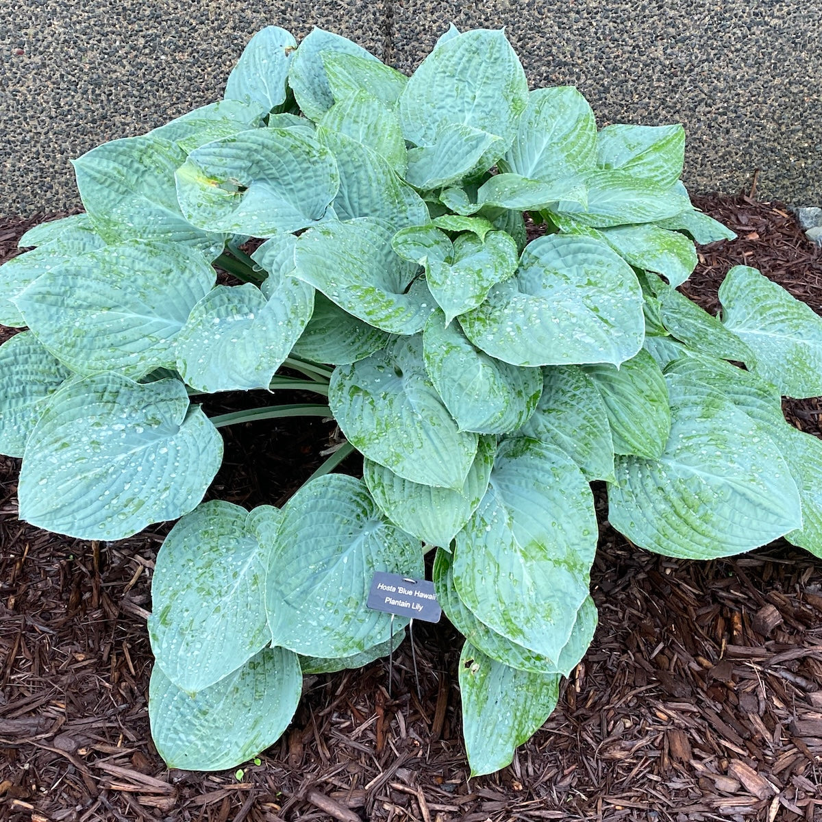 Hosta 'Blue Hawaii'