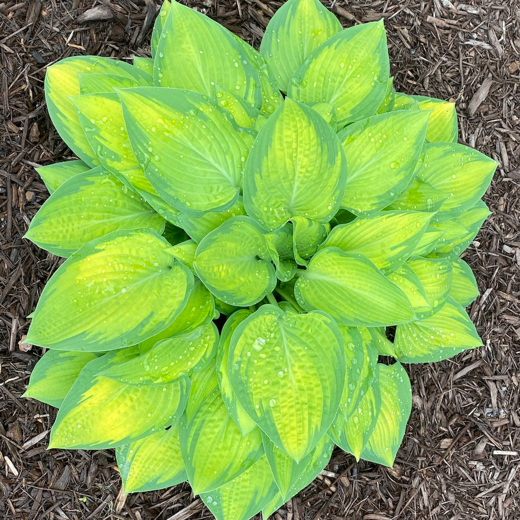 Hosta 'Dream Queen'
