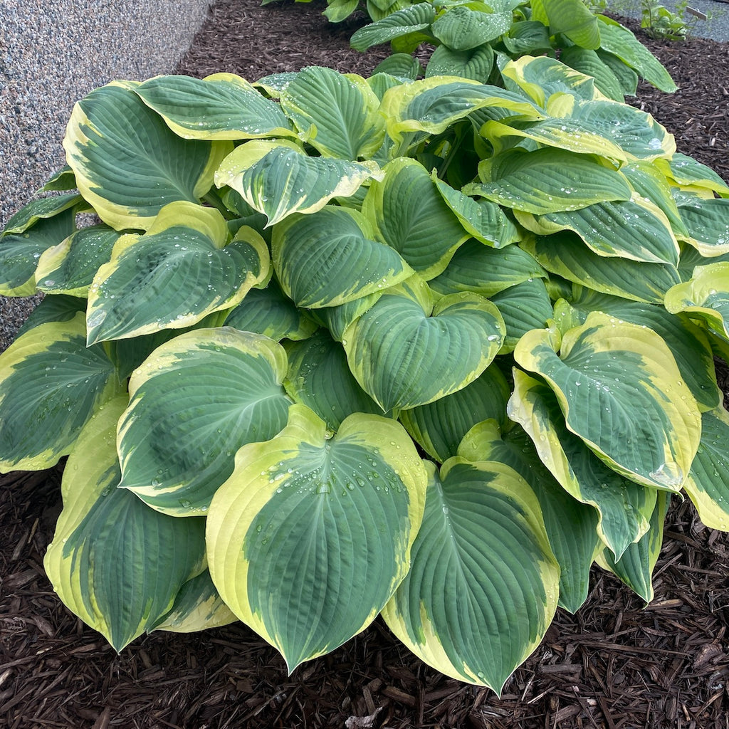 Hosta 'Orion's Belt'