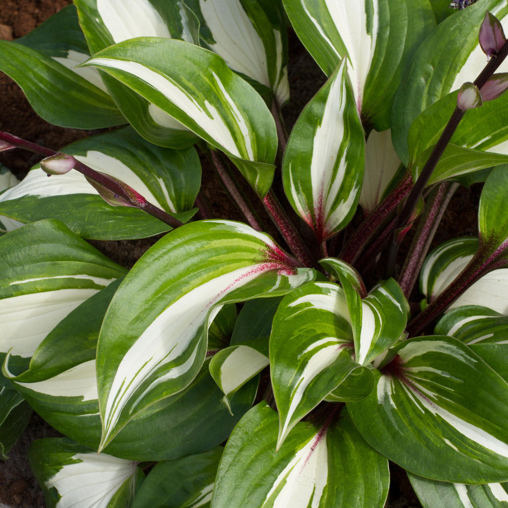Hosta 'Raspberry Sundae'