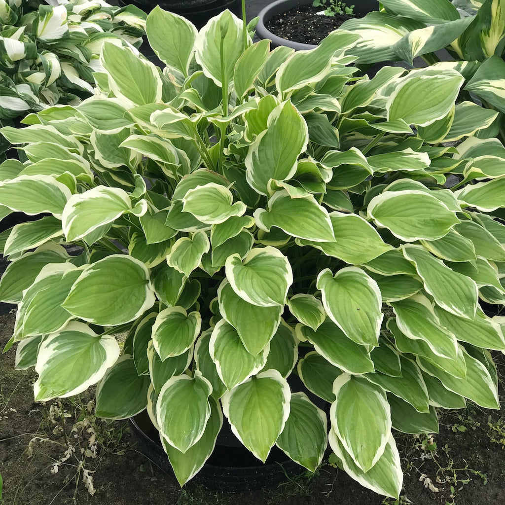 Hosta 'So Sweet'